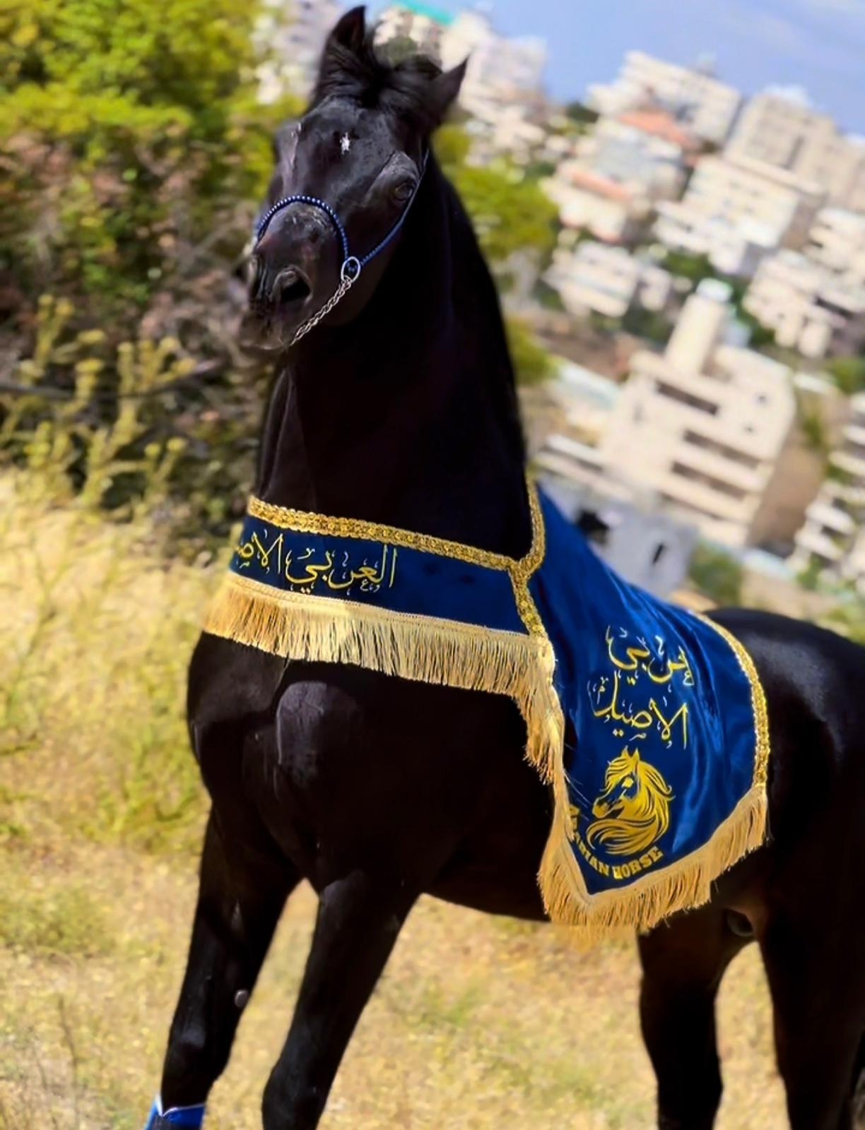 شلال عروض رقبة دائرية - صورة 3