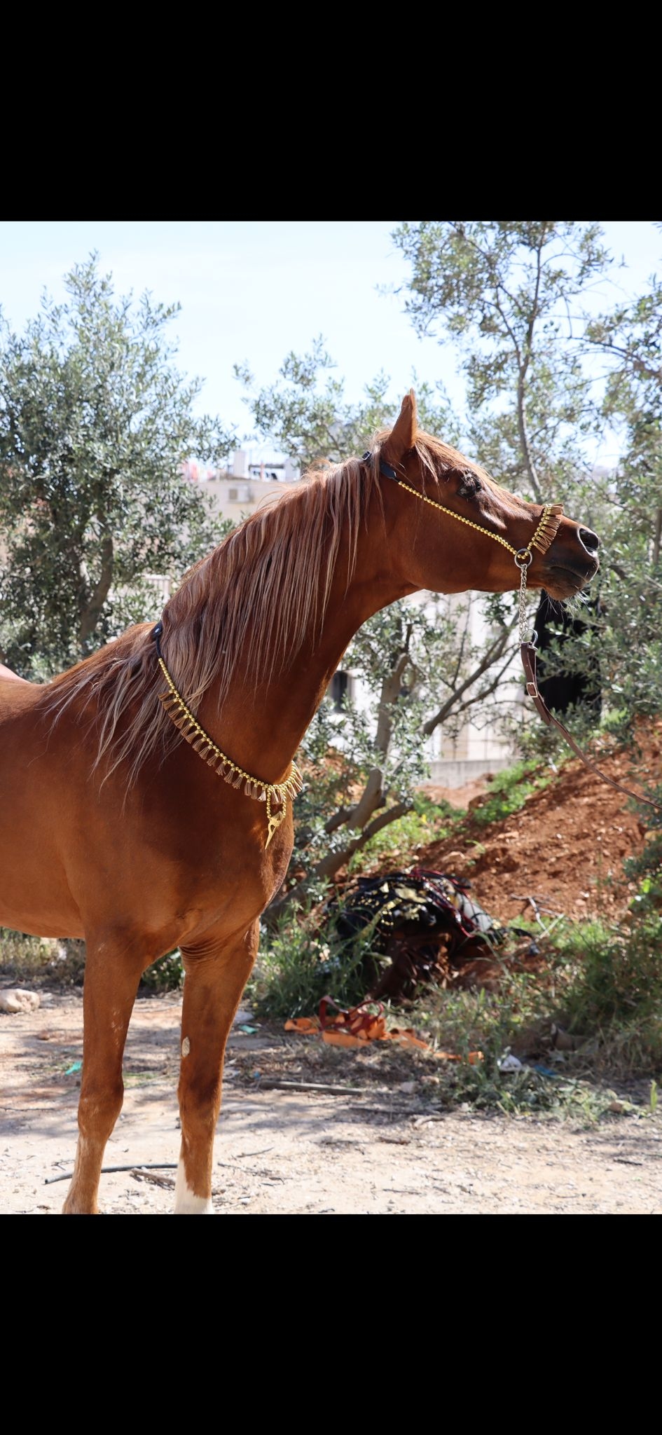 طقم جمال ذهبي بشناف