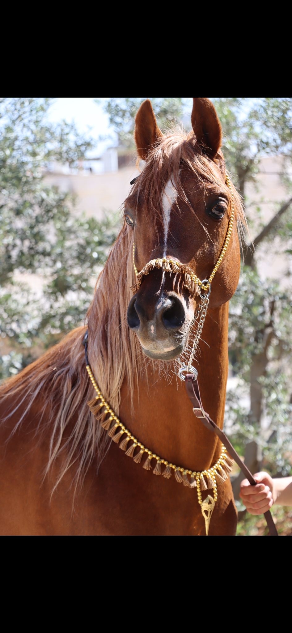 طقم جمال ذهبي بشناف