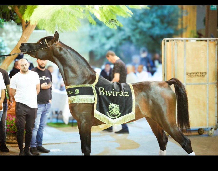 شلال عروض رقبة دائرية - صورة 6