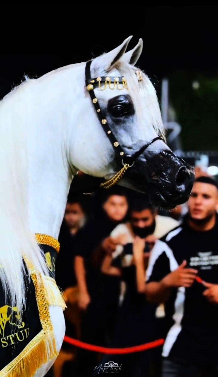 رشمة عروض - صورة 3