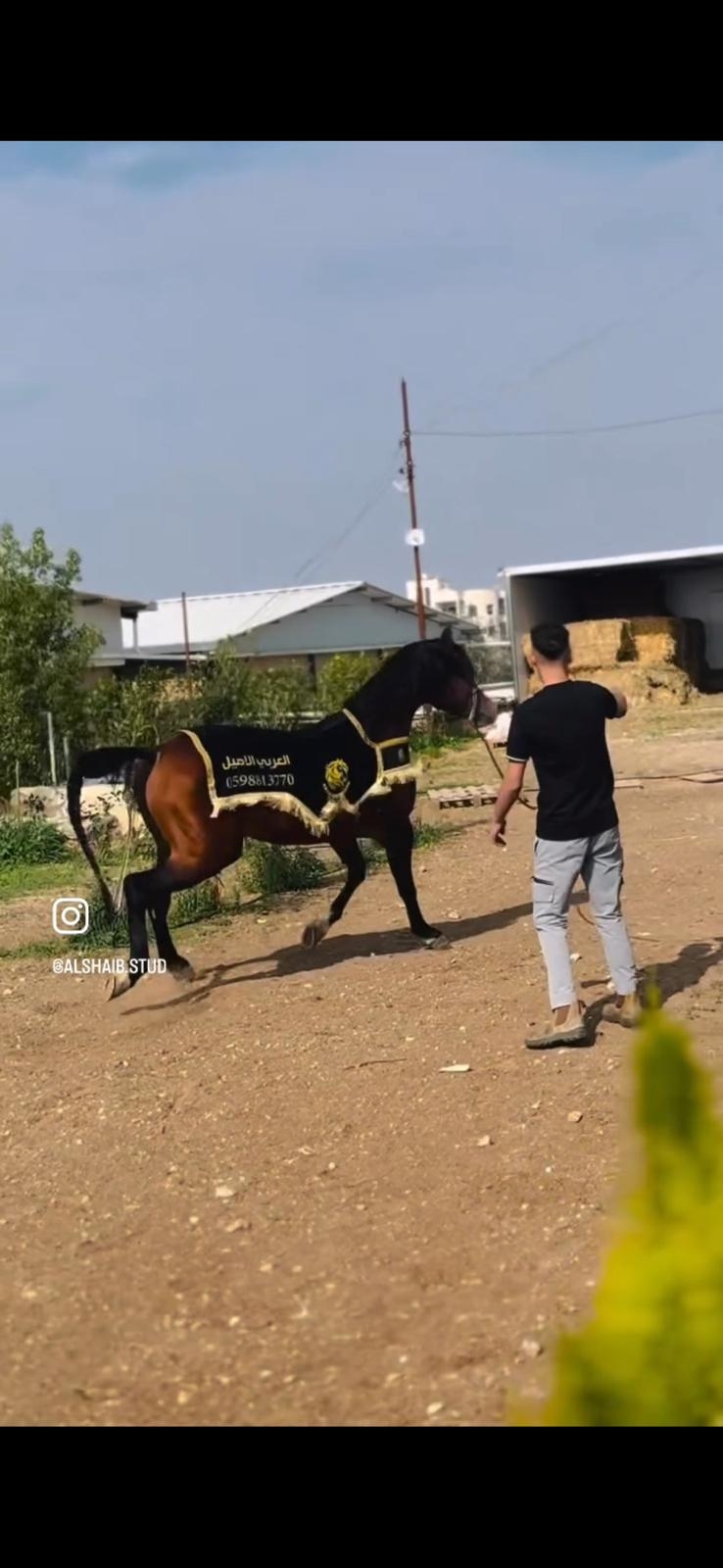 شلال عروض الجمال طويل - صورة 3