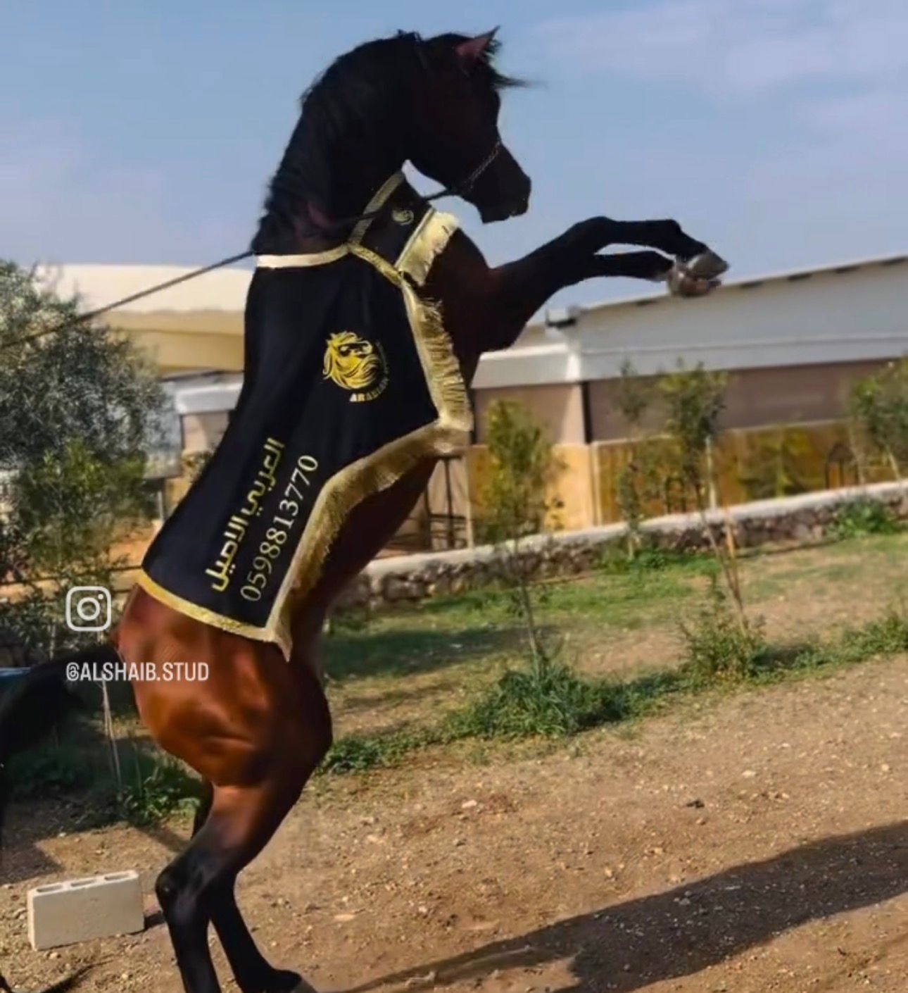 شلال عروض الجمال طويل - صورة 2