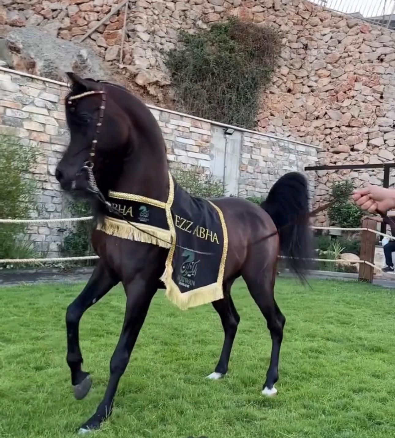 شلال عروض رقبة دائرية - صورة 2