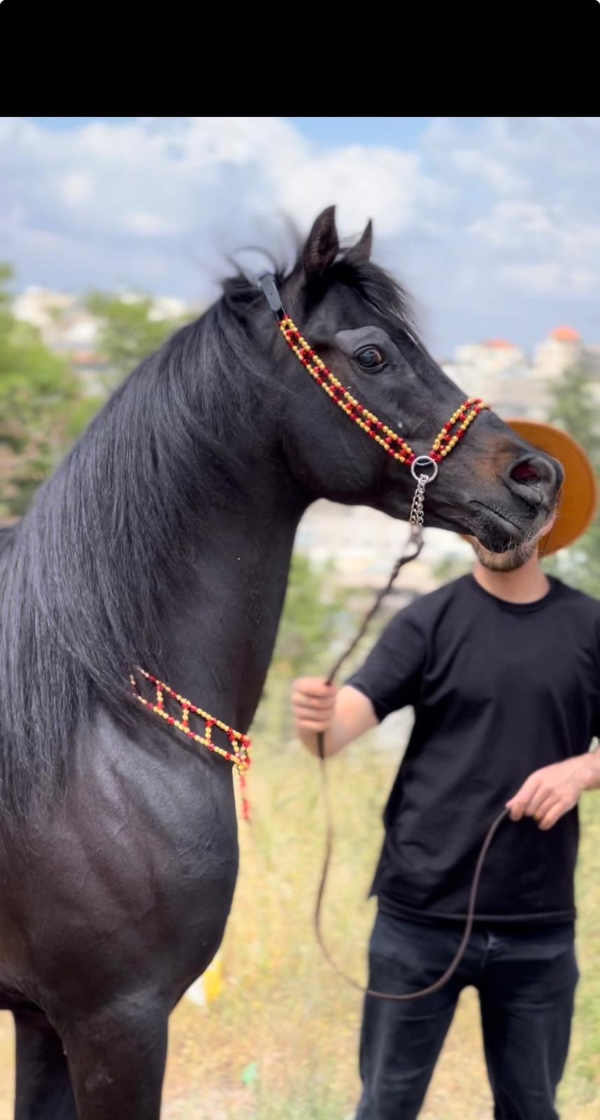 طقم جمال فاخر أحمر وذهبي (بدون سيالة)