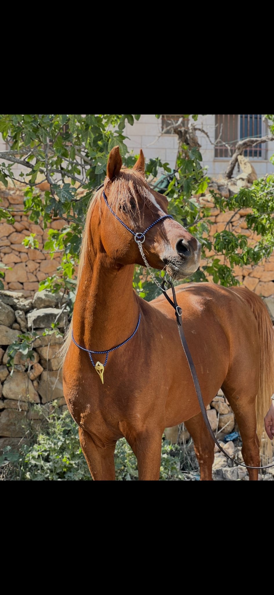 طقم جمال أزرق بدون شناف