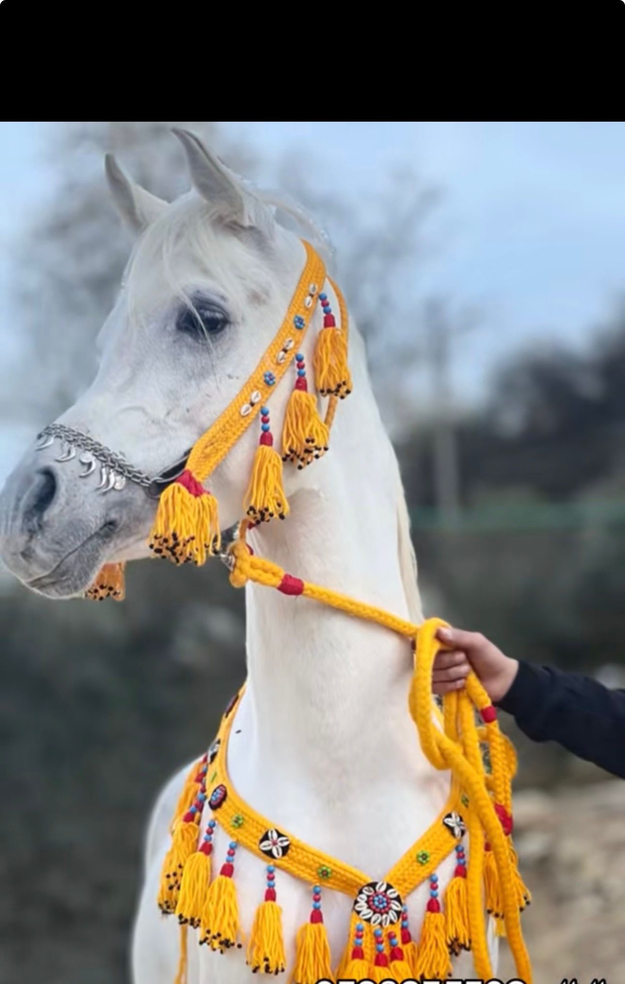 طقم صوف مصري