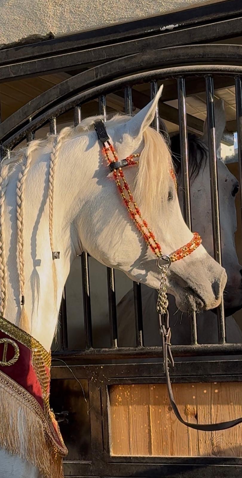 طقم جمال فاخر (رشمة مع عقد الرقبة)