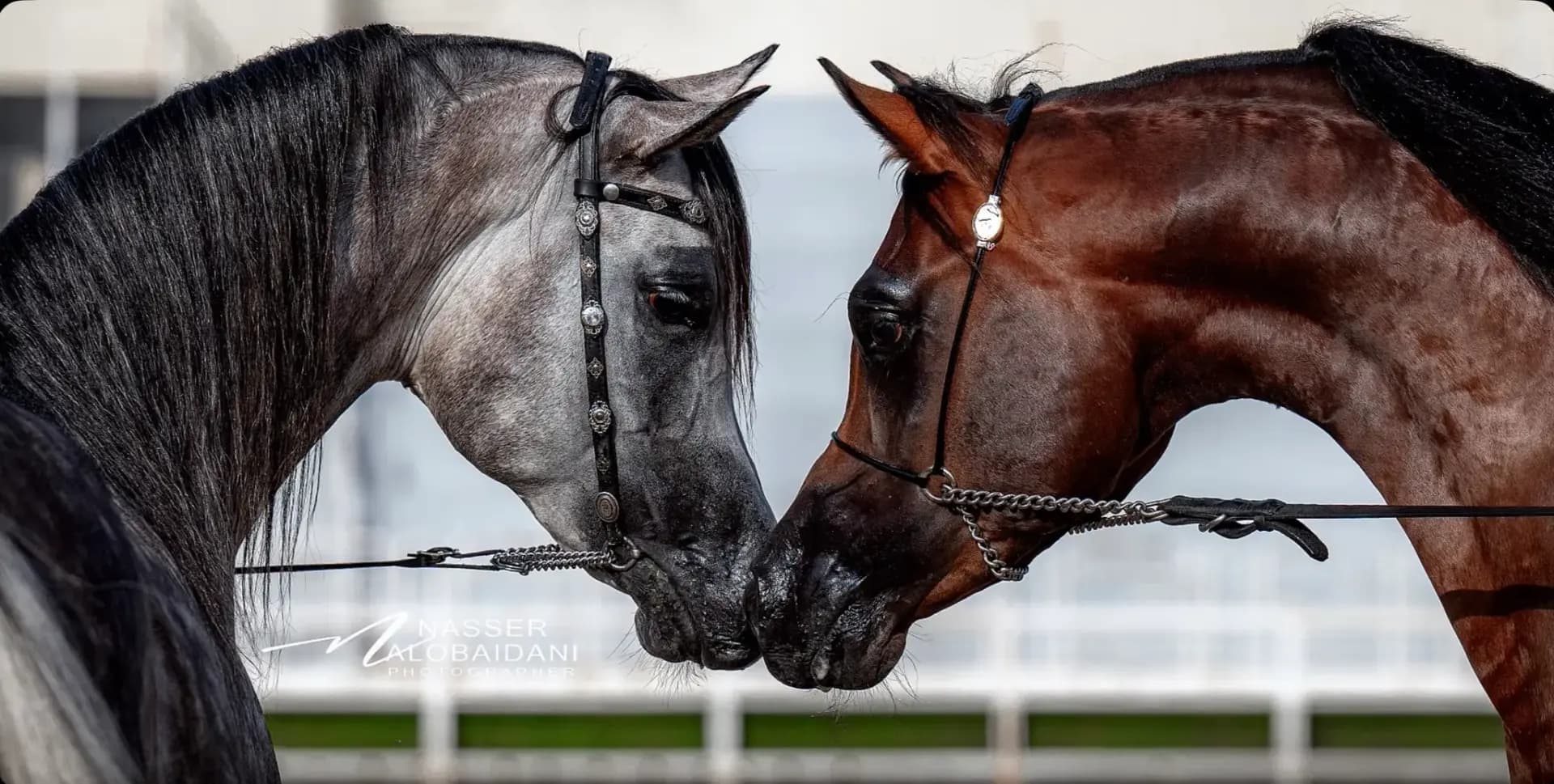 العربي الأصيل عنوانك للتمييز