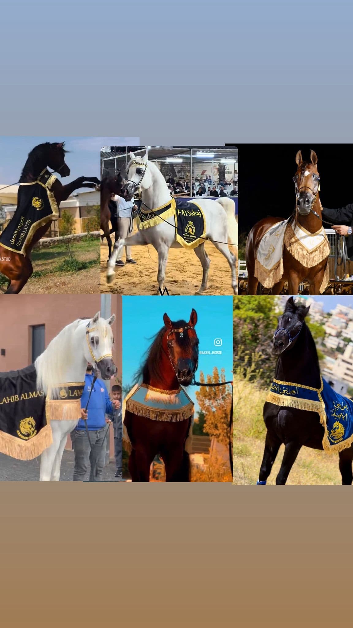 شلال العروض باسم حصانك