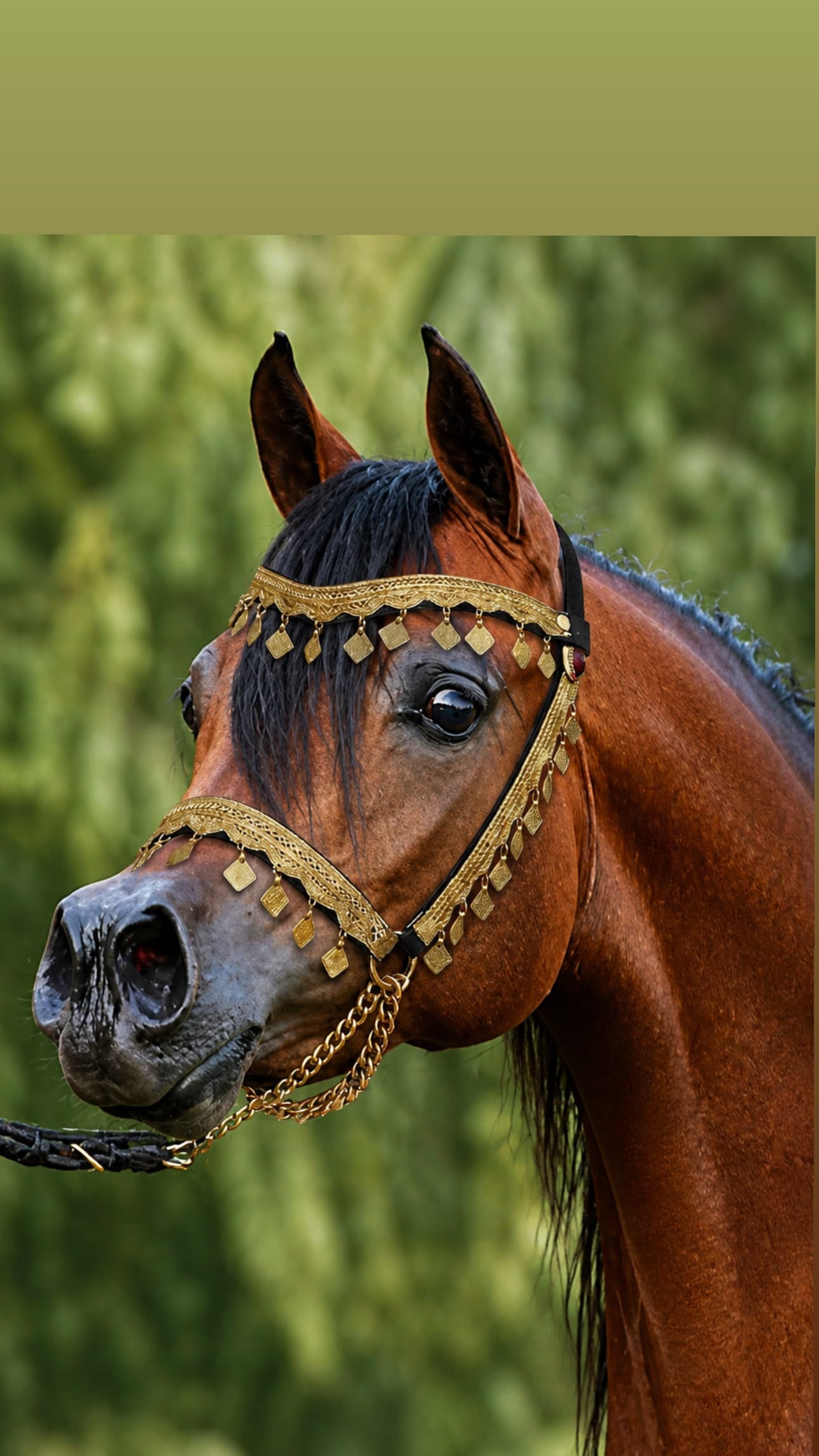 رشمة عروض