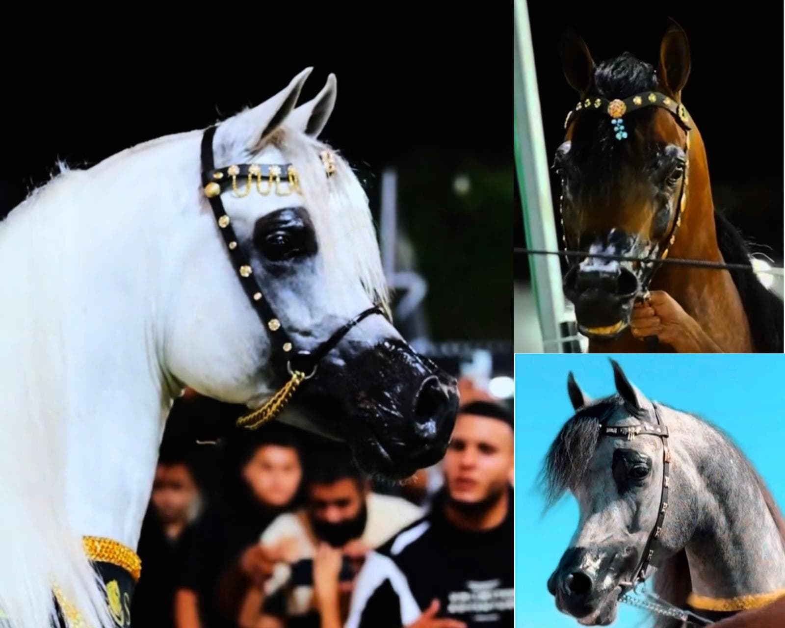 رشمات عروض الجمال