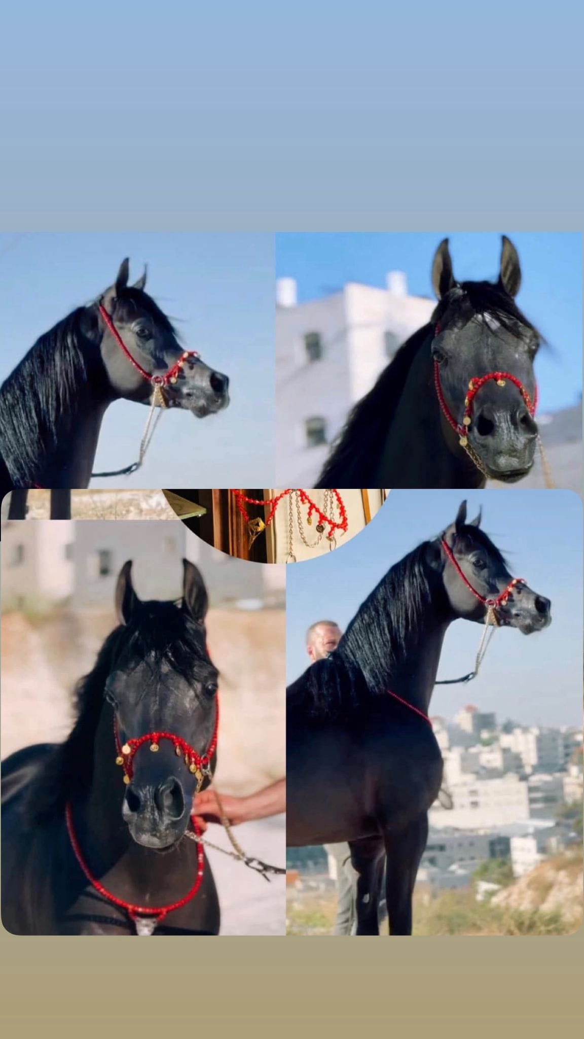 طقم جمال أحمر بشناف