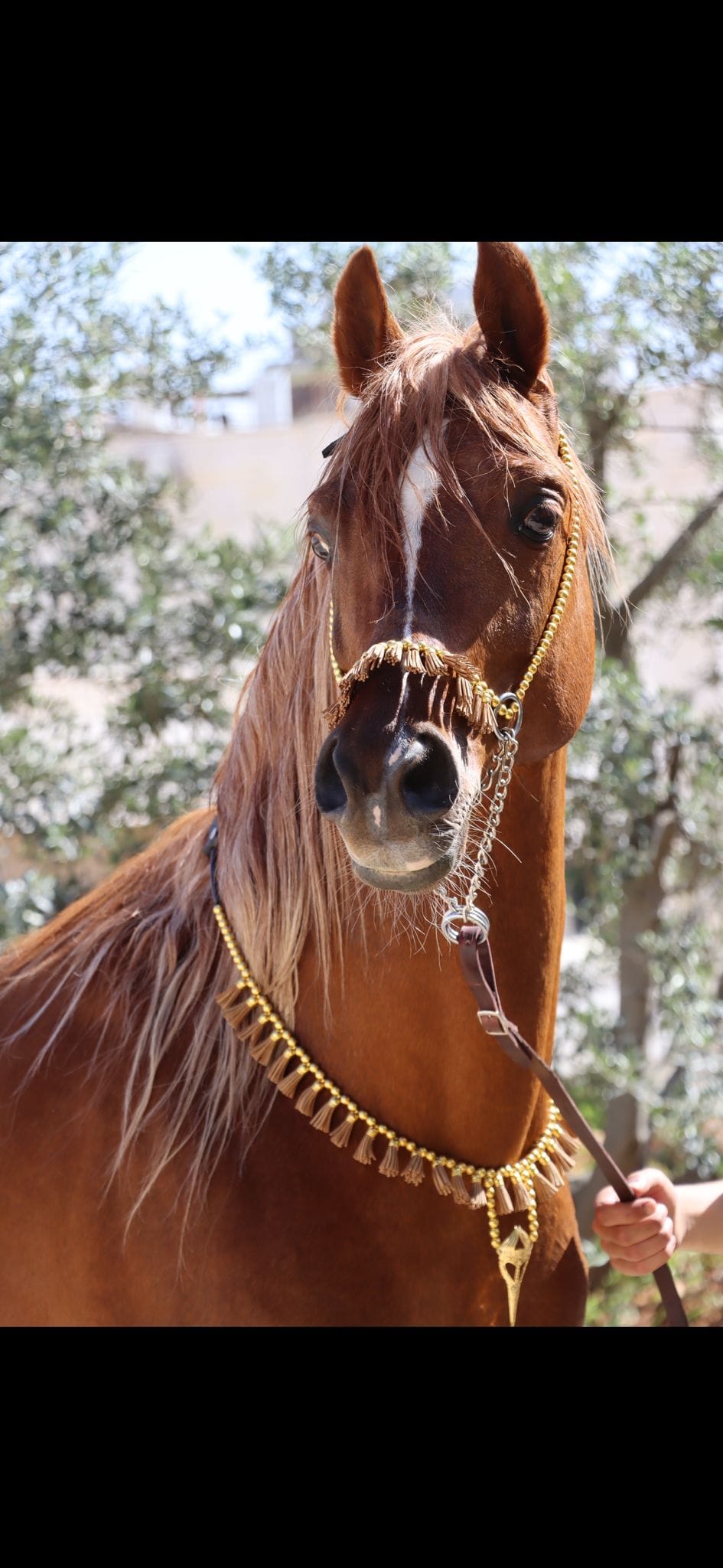 طقم جمال ذهبي بشناف
