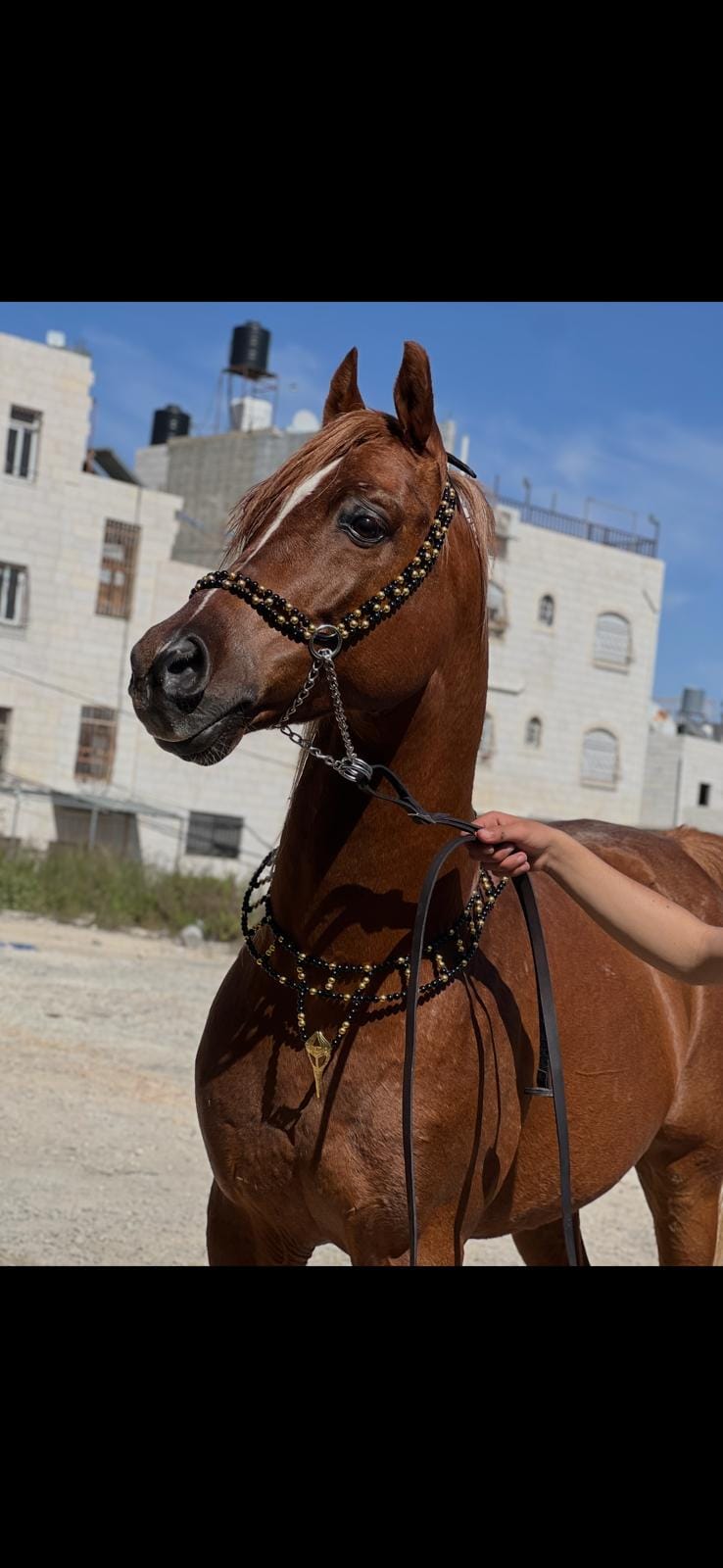 طقم جمال فاخر أسود وذهبي (بدون سيالة)