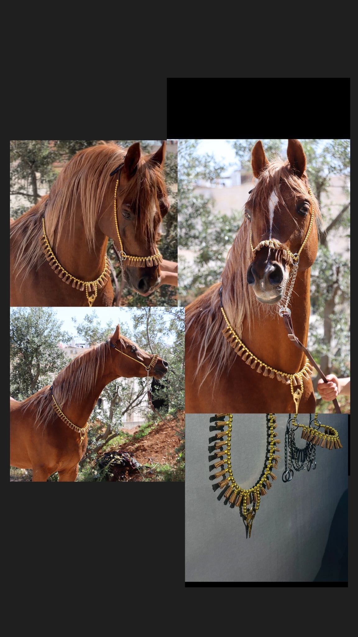 طقم جمال ذهبي بشناف