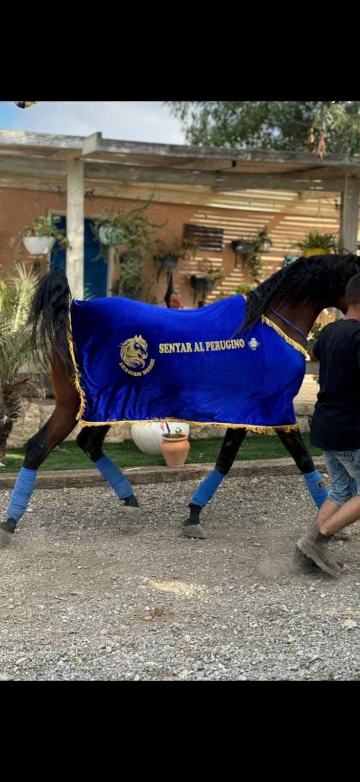 كوبان زينة صيفي