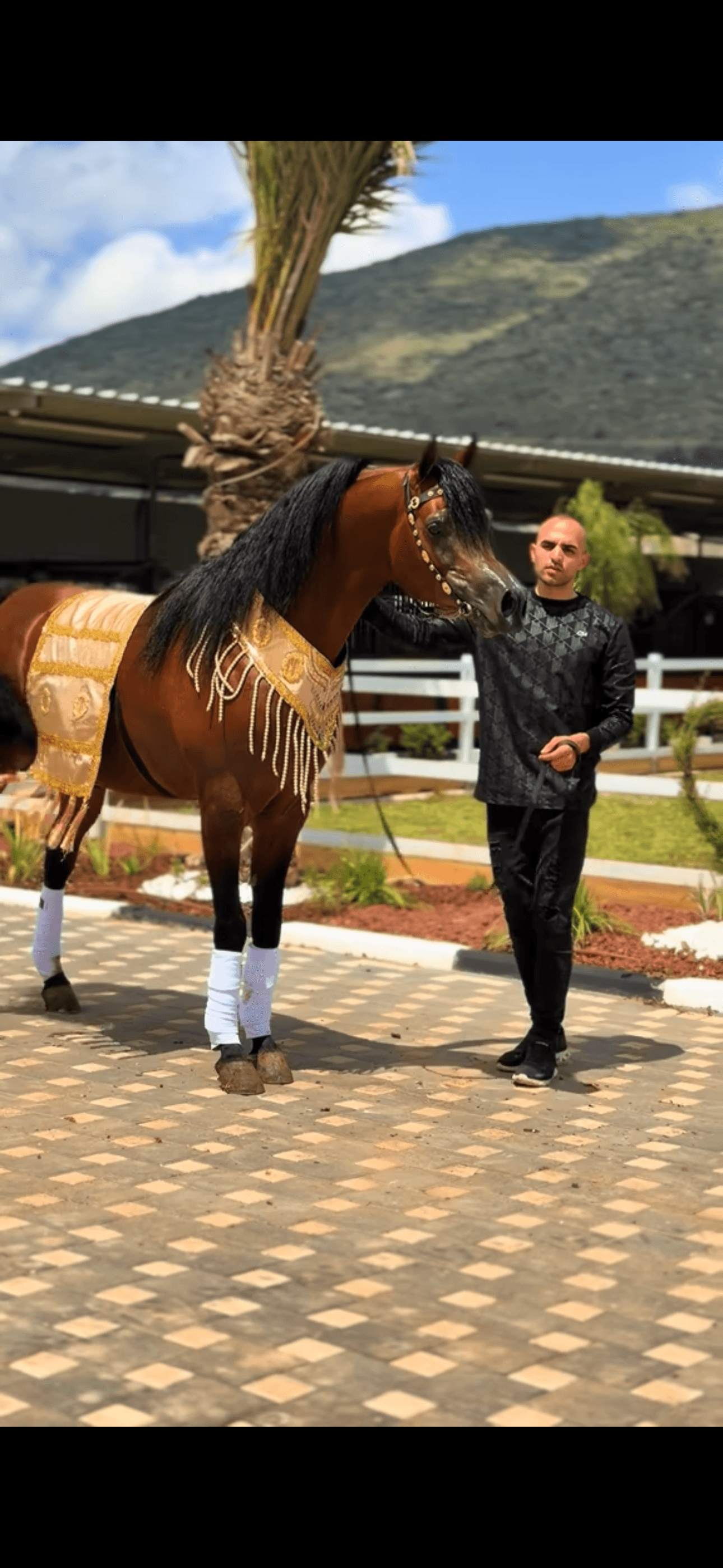 طقم عروض 