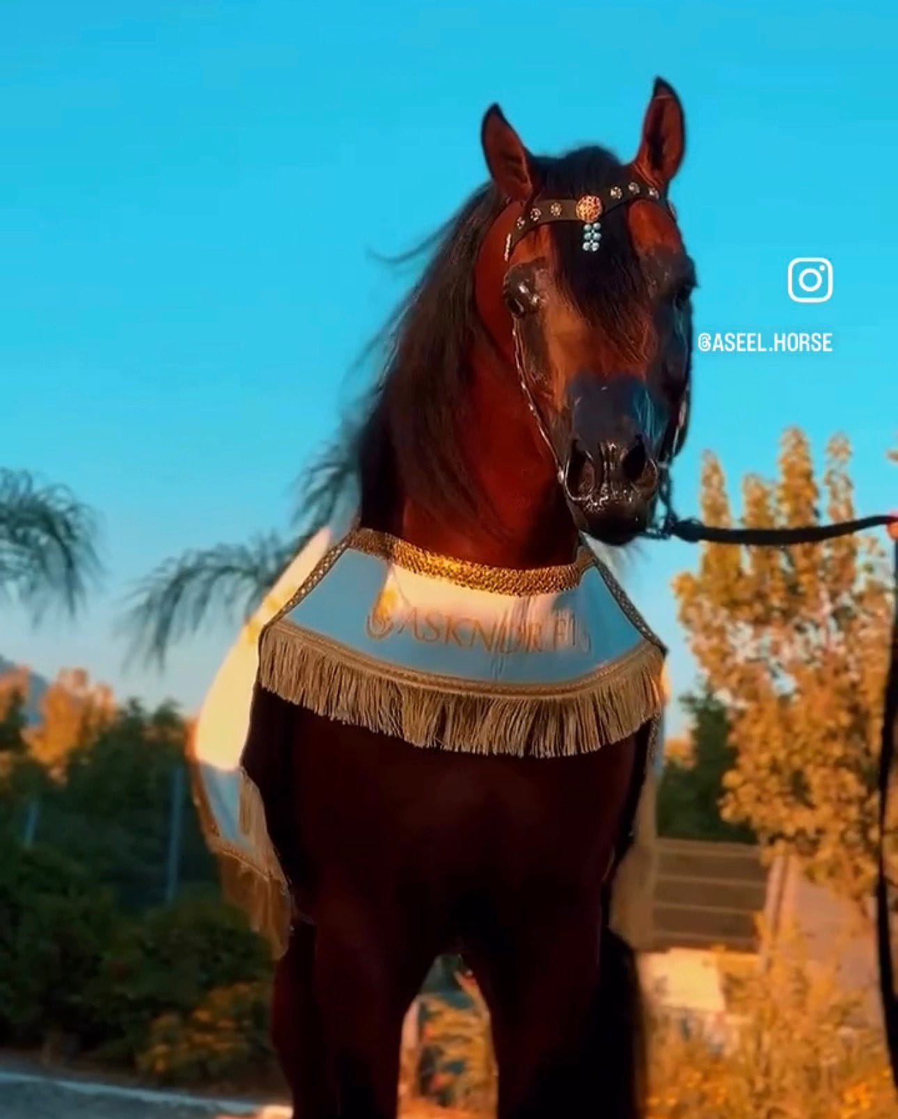 شلال عروض رقبة دائرية thumbnail 4