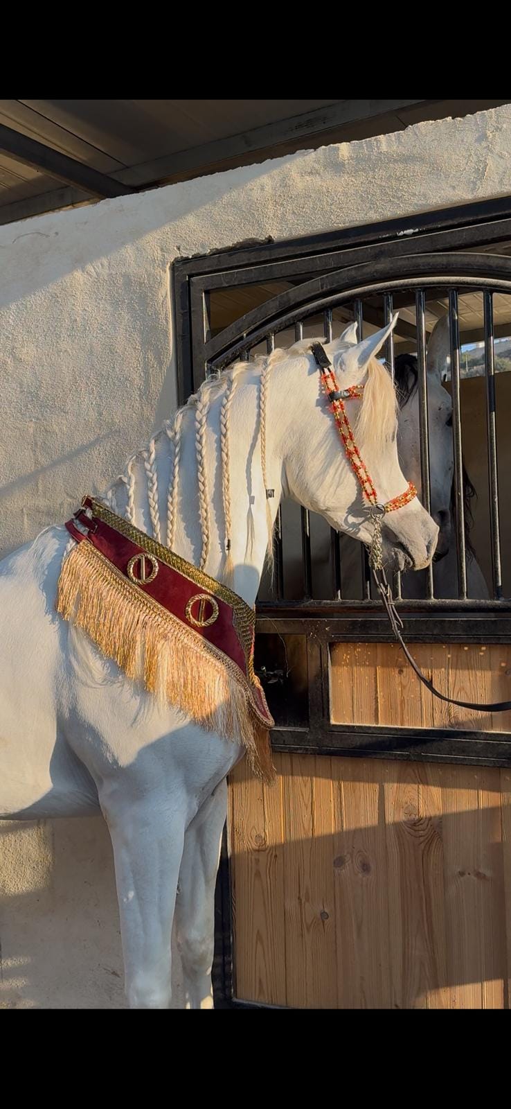 صداري الجمال (تتويج)