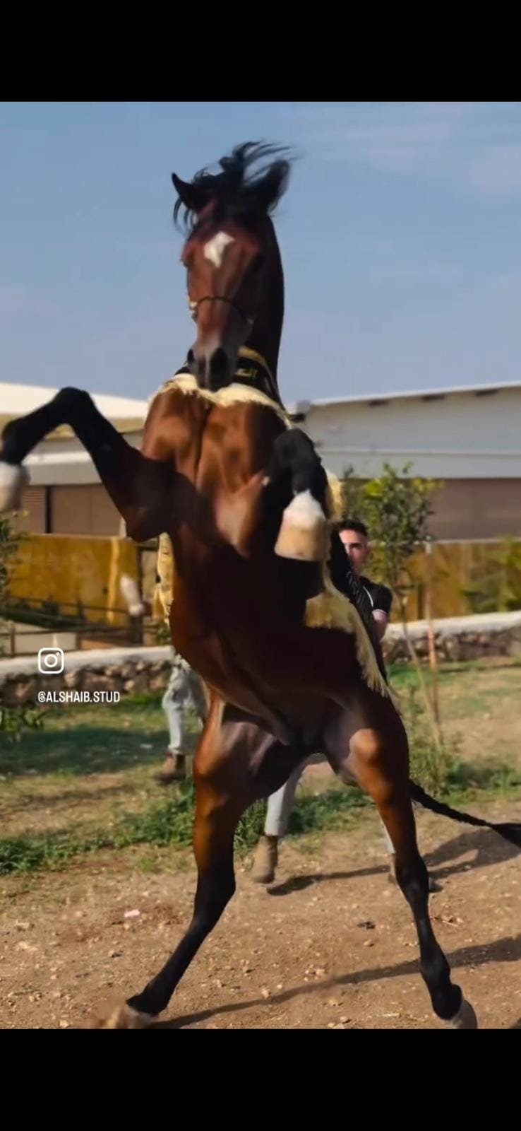 شلال عروض الجمال طويل thumbnail 4