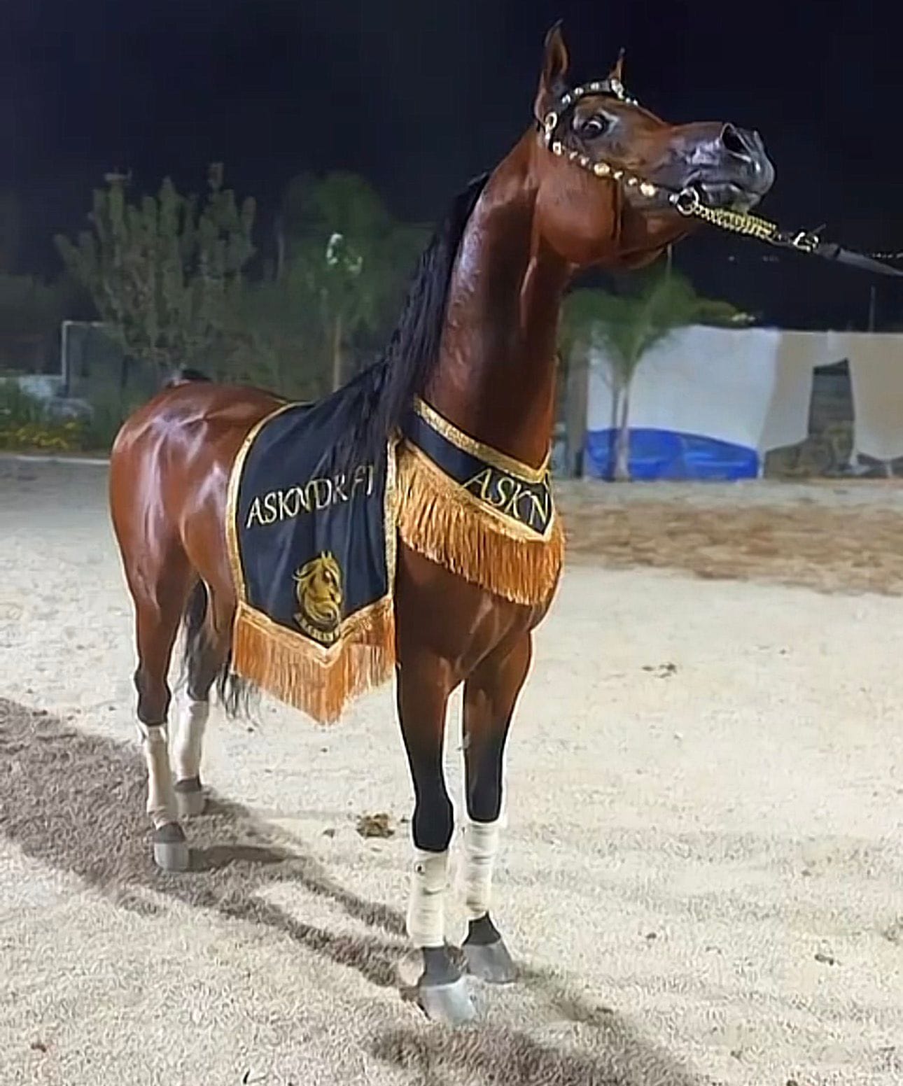 شلال عروض رقبة زاوية (٧) thumbnail 4