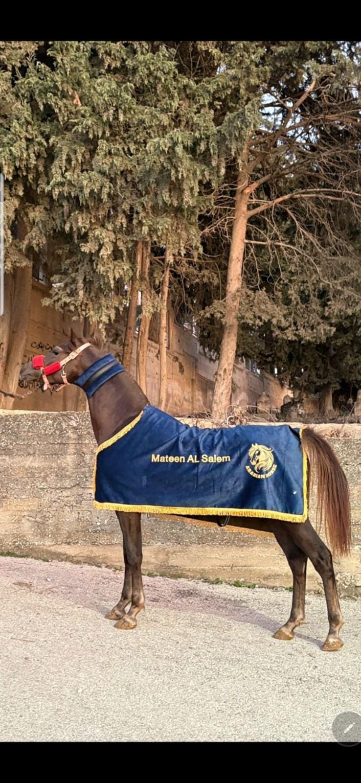  كوبان زينة شتوي باسم الخيل