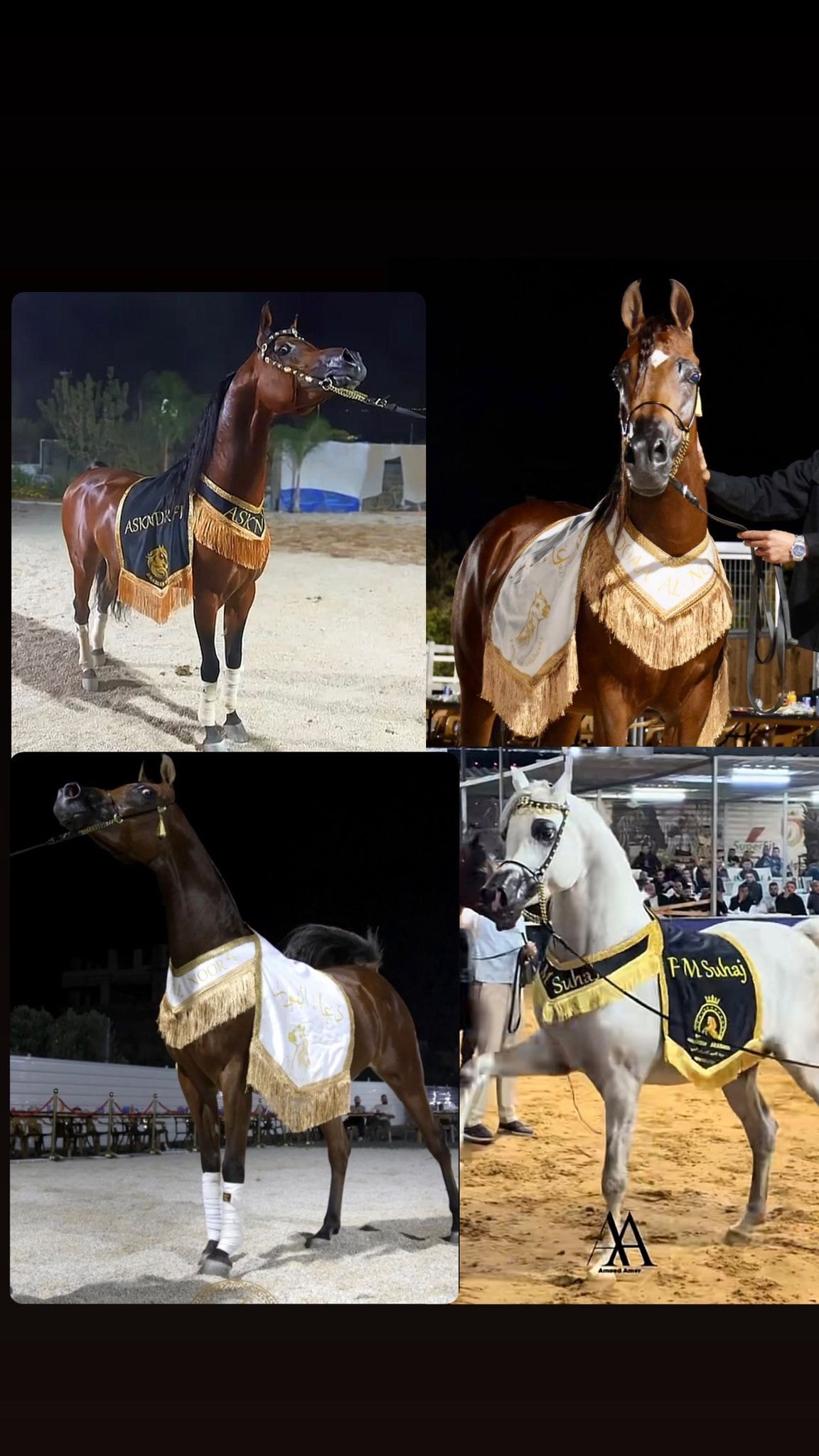 شلال عروض رقبة زاوية (٧)