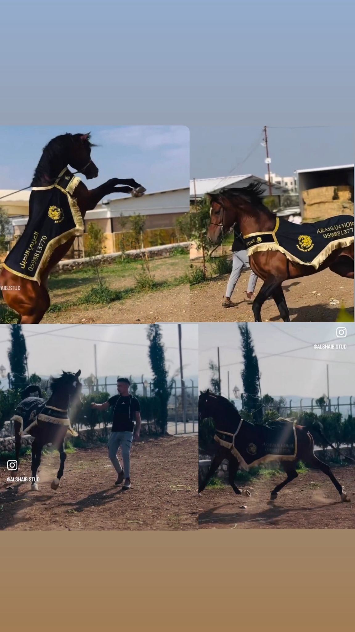 شلال عروض الجمال طويل